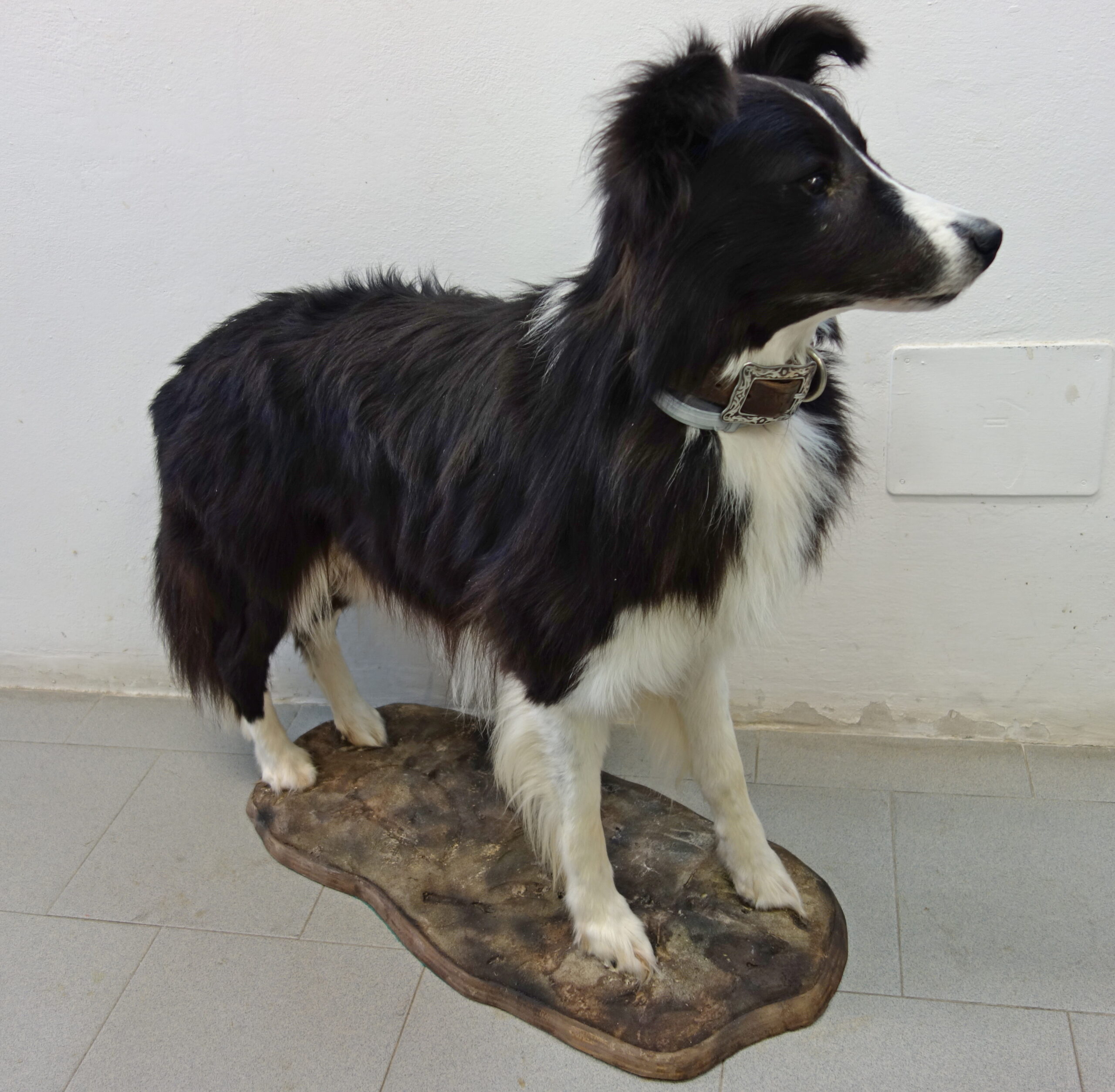 Cane imbalsamato border collie